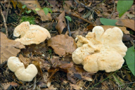 Hydnum repandum