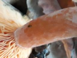 Lactarius deterrimus