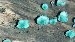 Chlorociboria aeruginascens