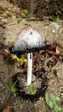 Coprinus comatus