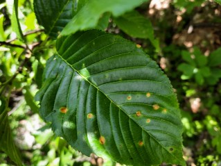 Puccinia coronata