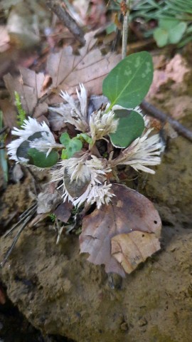 Thelephora penicillata