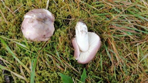 Russula cyanoxantha