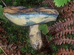 Gyroporus cyanescens