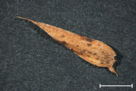 Uromyces pisi f. lathyri