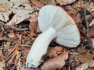 Russula emetica