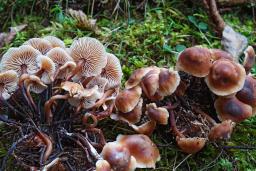 Gymnopus brassicolens