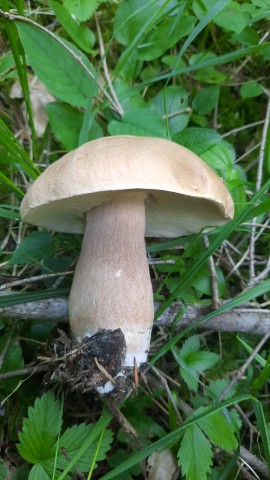 Boletus reticulatus