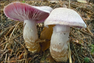 Cortinarius camphoratus