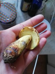 Neoboletus erythropus