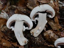 Agaricus bisporus