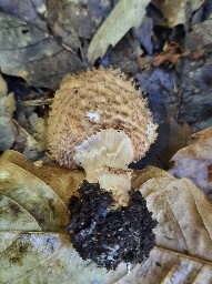 Echinoderma asperum