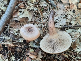Lactarius quietus