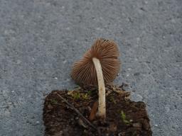 Pluteus phlebophorus