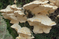 Trametes pubescens