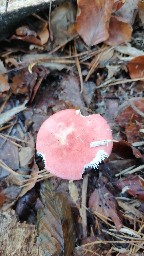 Russula emetica