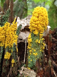 Physarum polycephalum