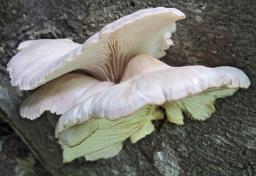 Pleurotus pulmonarius