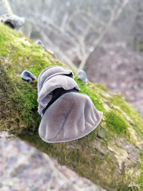 Auricularia auricula-judae