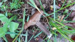 Entoloma sericeum