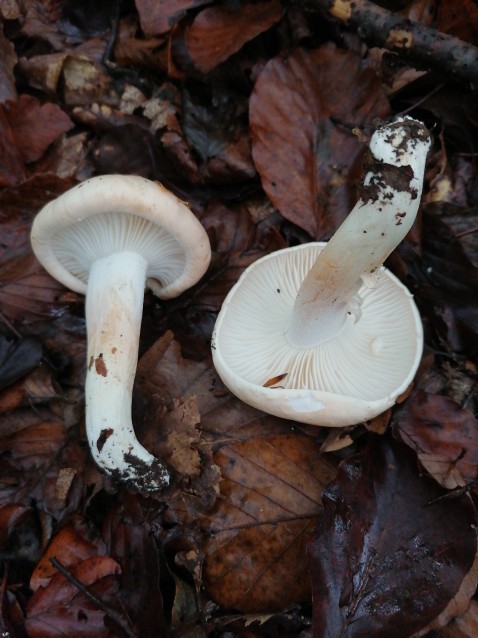 Hygrophorus poetarum