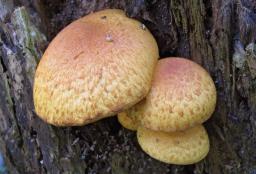 Pholiota tuberculosa