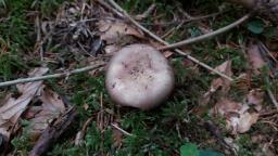 Russula viscida