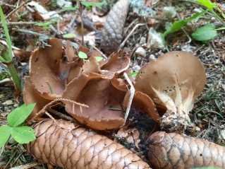 Helvella acetabulum