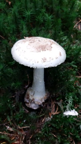 Amanita citrina