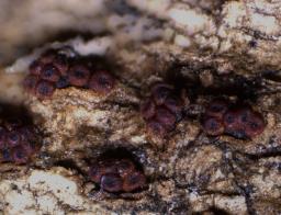 Thyronectria sinopica