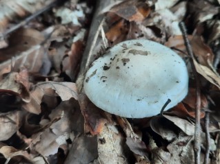 Hygrophorus fagi