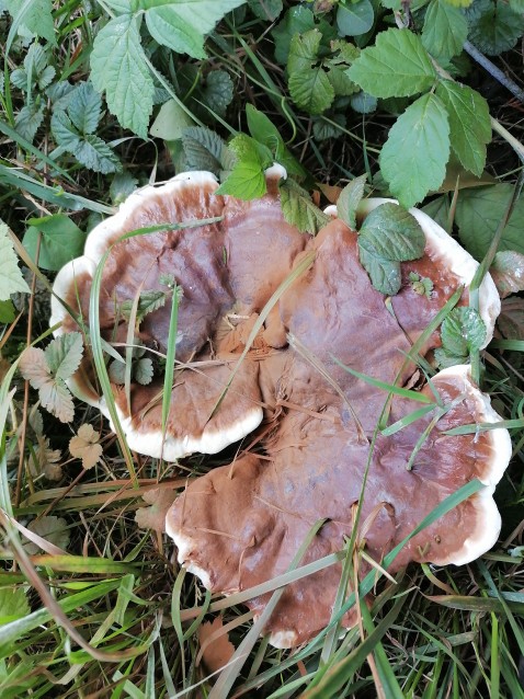 Ganoderma carnosum