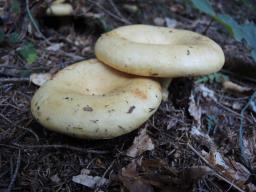 Lactarius intermedius