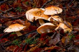 Hygrophorus abieticola