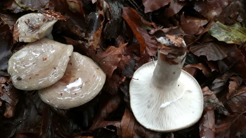 Lactarius blennius