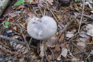 Hygrophorus agathosmus