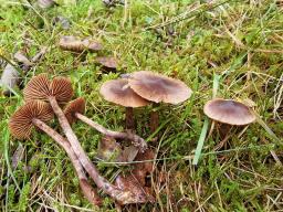 Cortinarius umbrinolens