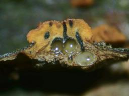 Cryphonectria parasitica