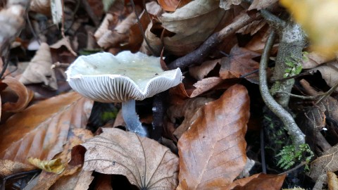 Stropharia aeruginosa