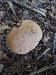 Butyriboletus appendiculatus