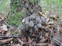 Mycena polygramma