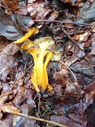 Craterellus lutescens