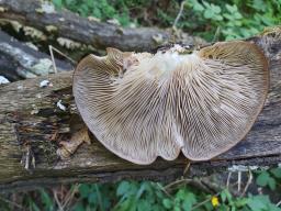 Pleurotus ostreatus