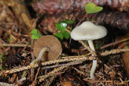 Inocybe geophylla