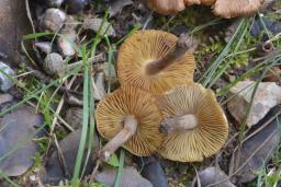 Inocybe tenebrosa