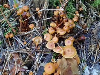 Xeromphalina campanella