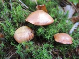 Chalciporus piperatus