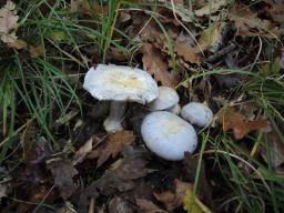 Cortinarius caerulescens