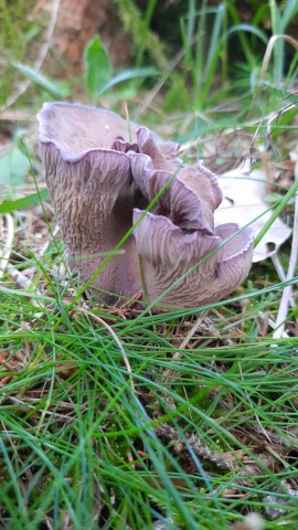 Gomphus clavatus