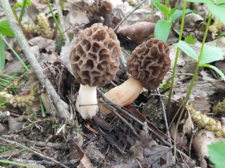 Morchella esculenta